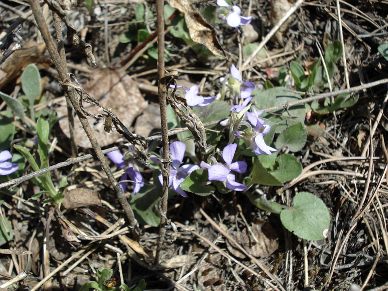 Image of Viola rupestris specimen.