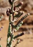 Arthrocnemum macrostachyum. Средняя часть побега с основанием отцветшего соцветия. Египет, окр. г. Эль-Дабаа, сепха (приморская солончаковая терраса), саркокорниевый солончак. 29.11.2021.
