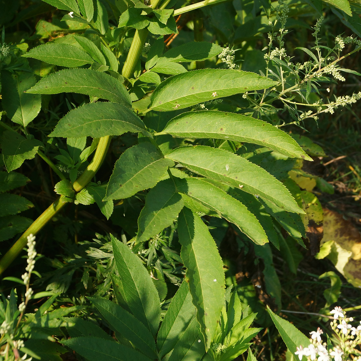 Изображение особи Sambucus ebulus.