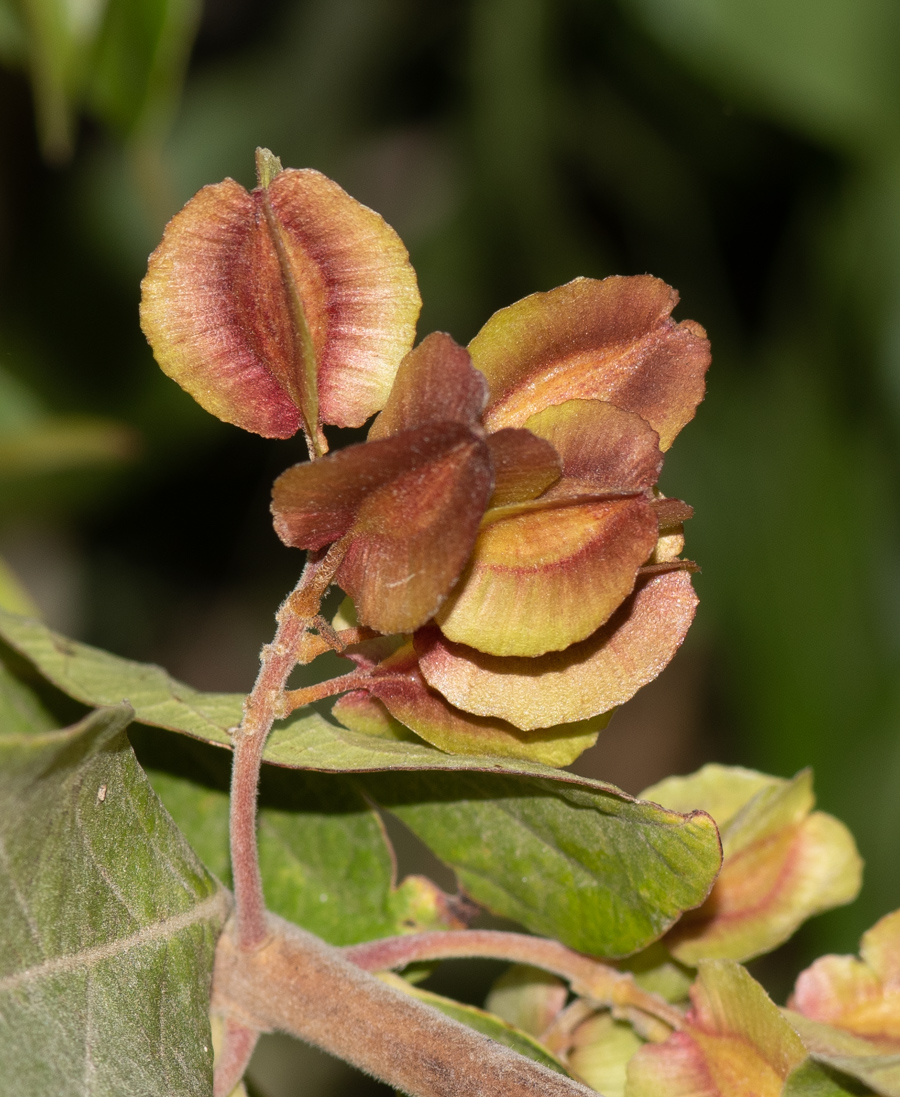 Image of Combretum kraussii specimen.