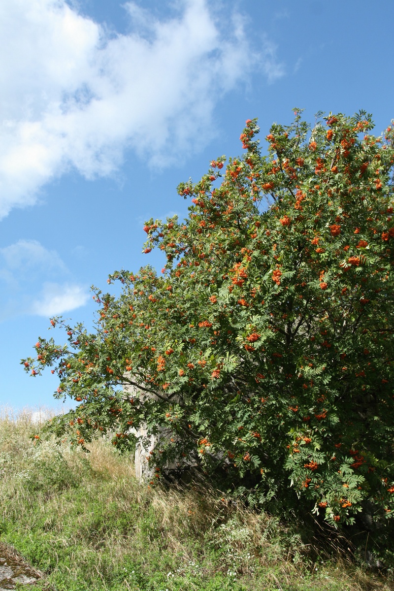 Image of Sorbus aucuparia specimen.