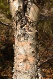 Betula tianschanica