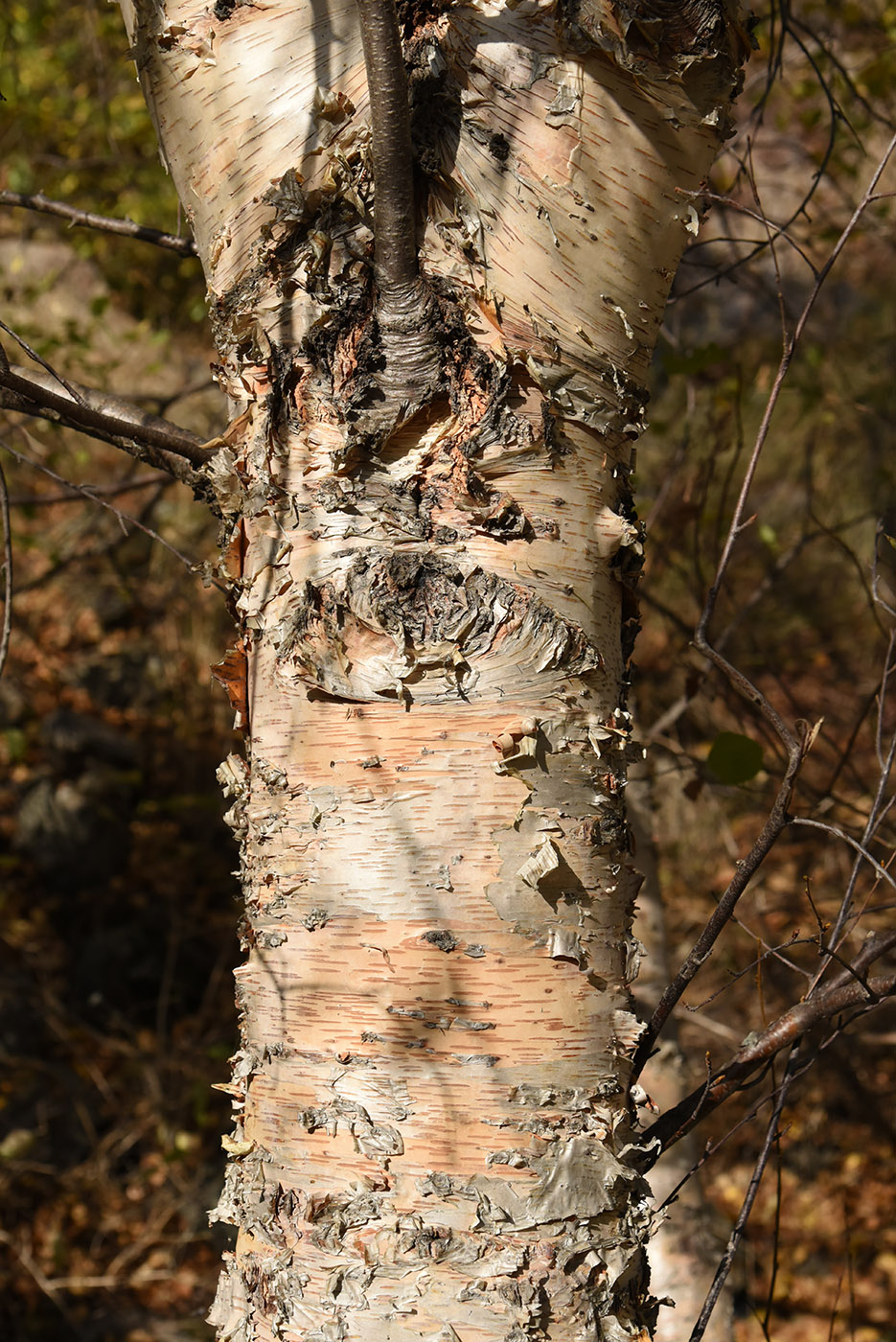 Изображение особи Betula tianschanica.