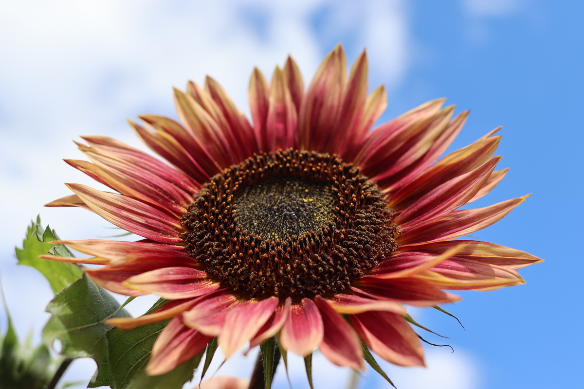 Image of Helianthus annuus specimen.