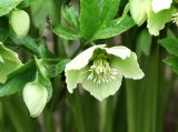 Helleborus caucasicus. Цветок и бутоны. Московская обл., Одинцовский р-н, г. Кубинка, цветник у дома. 20.04.2021.