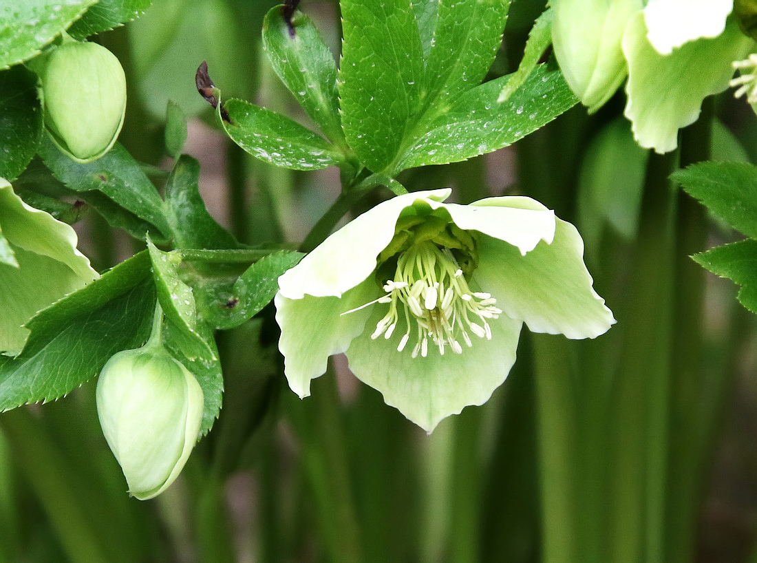 Image of Helleborus caucasicus specimen.