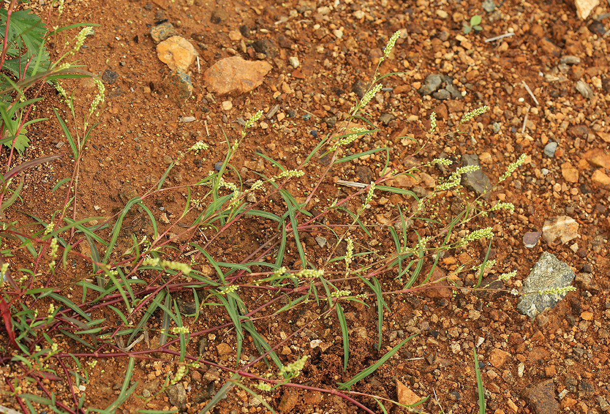 Image of Persicaria trigonocarpa specimen.