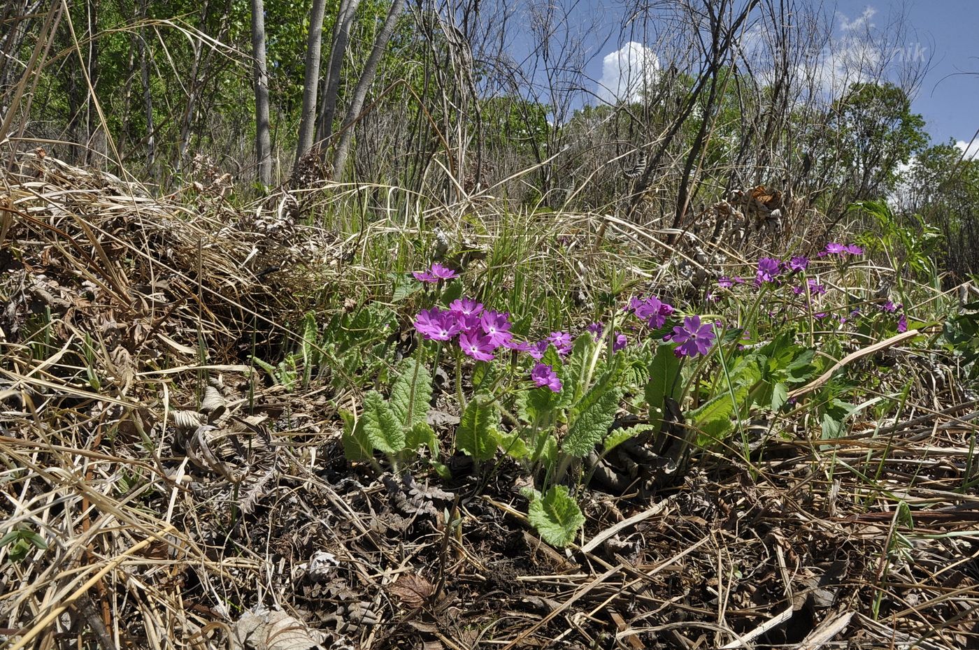 Image of Primula patens specimen.