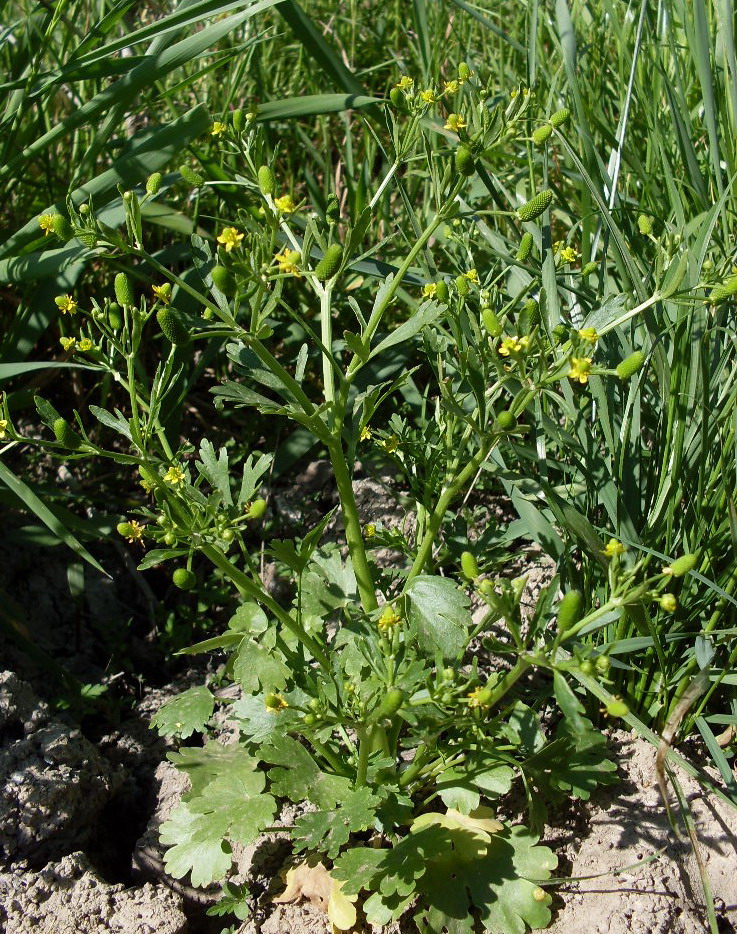 Изображение особи Ranunculus sceleratus.