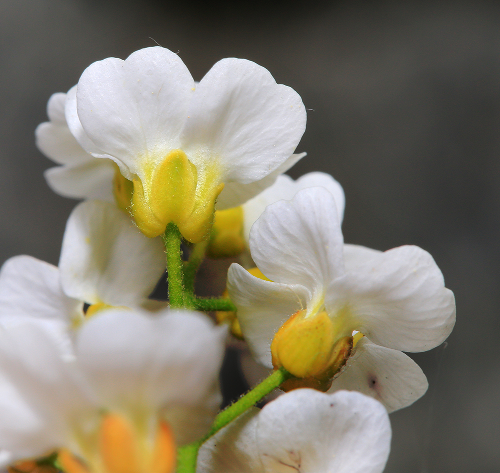 Image of Draba cardaminiflora specimen.