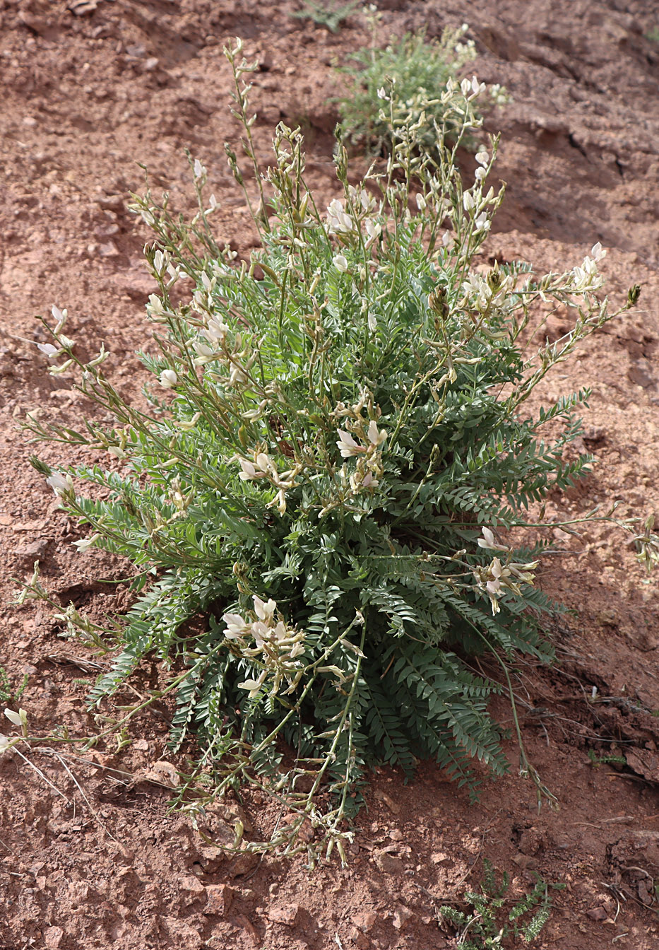 Image of Oxytropis macrocarpa specimen.