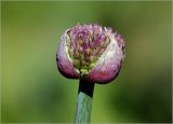 род Allium