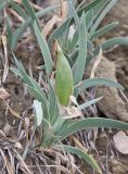 Iris timofejewii. Плодоносящее растение. Дагестан, Левашинский р-н, окр. с. Цудахар, глинистый склон. 9 мая 2022 г.