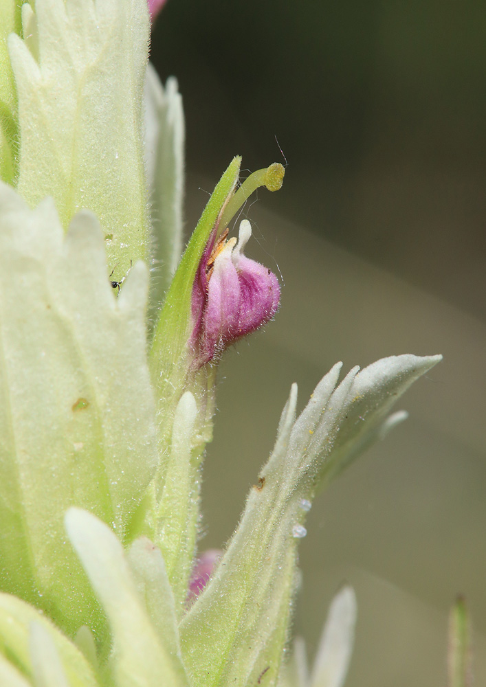 Image of Castilleja pallida specimen.