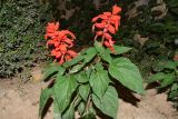 Salvia splendens. Цветущее растение. Узбекистан, Ташкентская обл., зап. отр. Чаткальского хр., окр. кишлака Учтерак, в культуре. 21.06.2022.