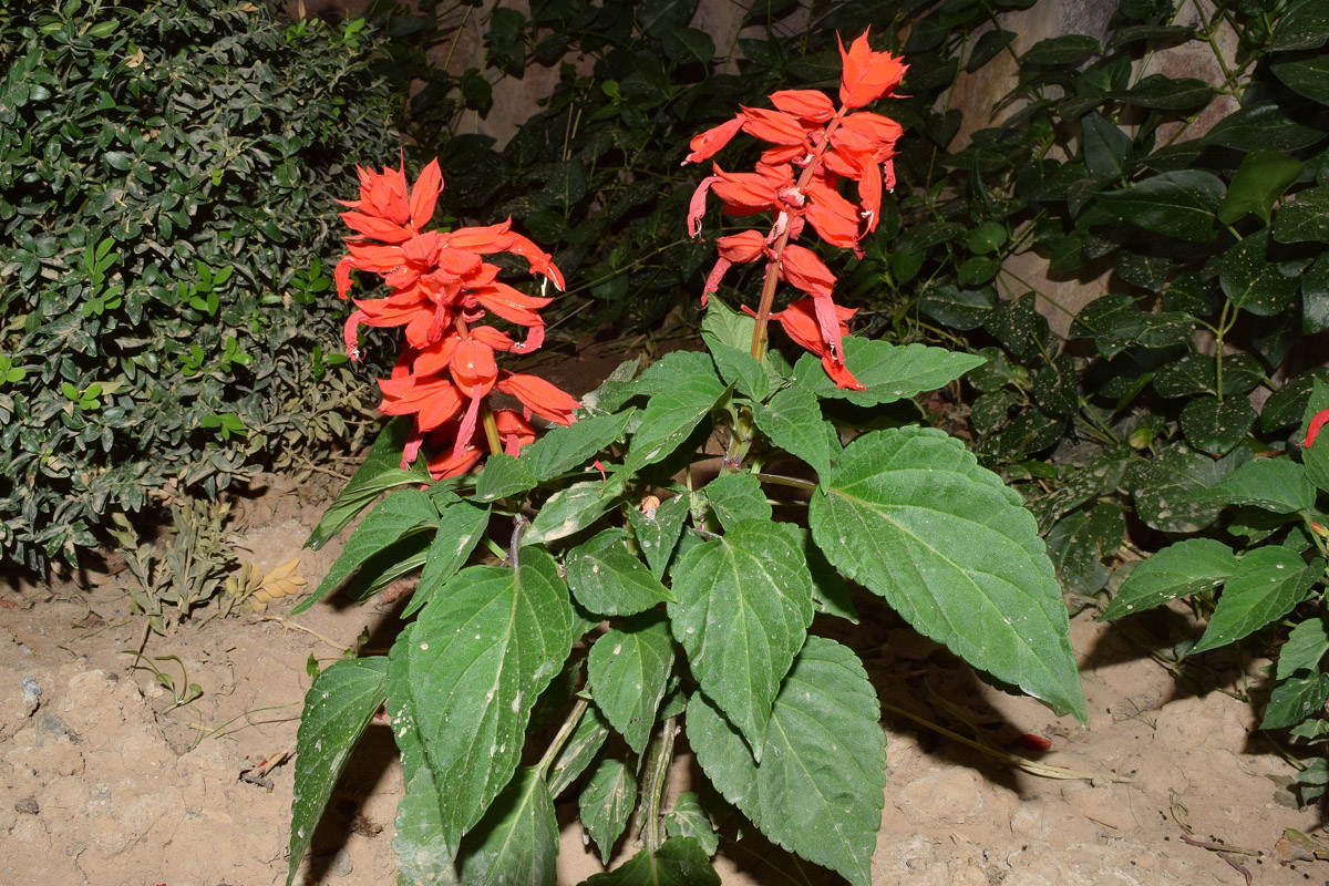 Image of Salvia splendens specimen.