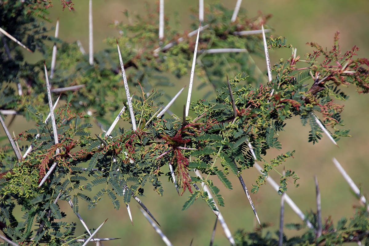 Изображение особи Vachellia drepanolobium.