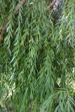 genus Salix