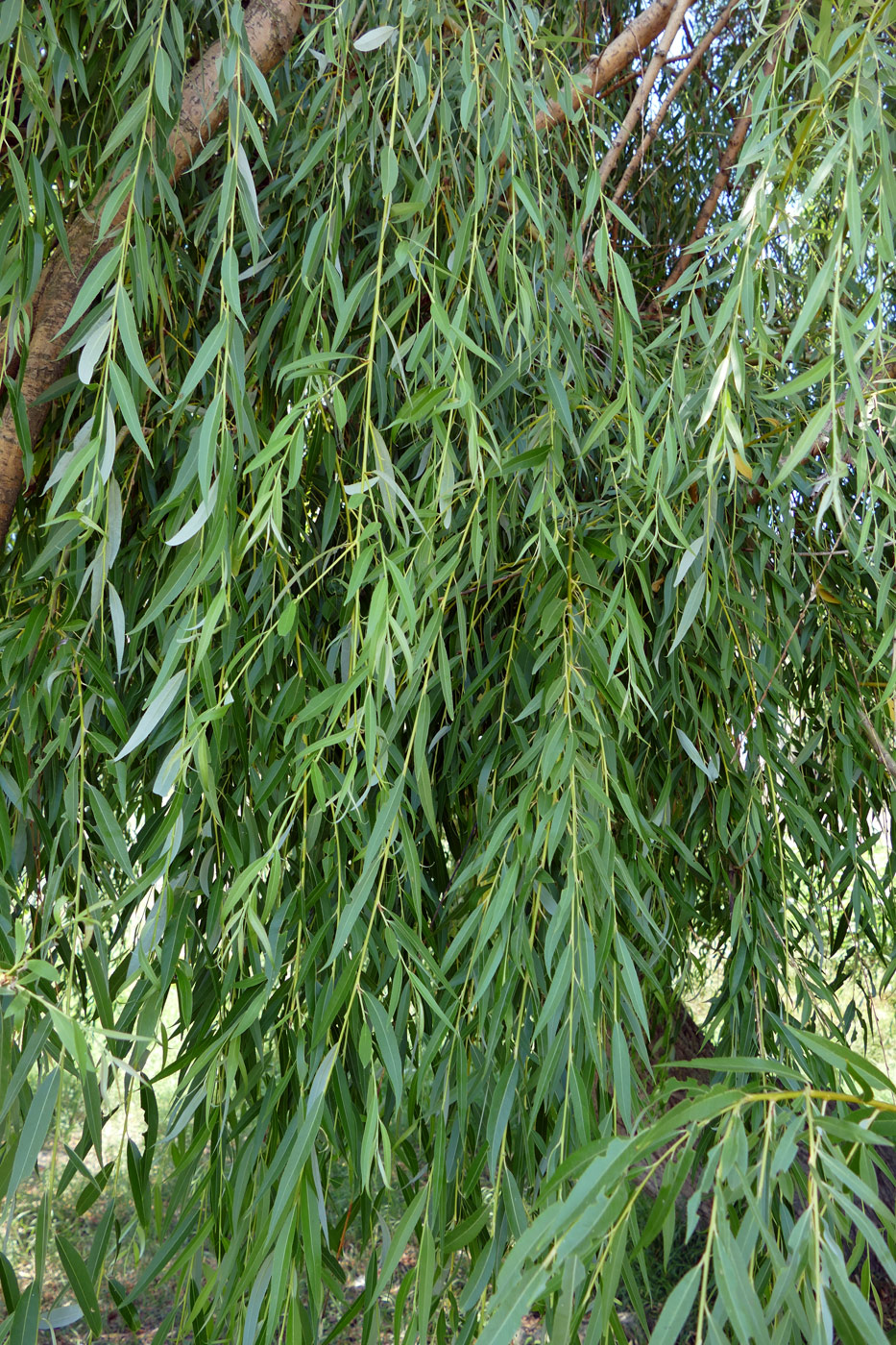 Image of genus Salix specimen.