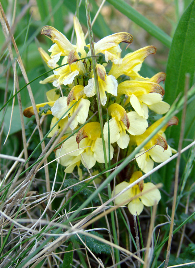 Изображение особи Pedicularis oederi.