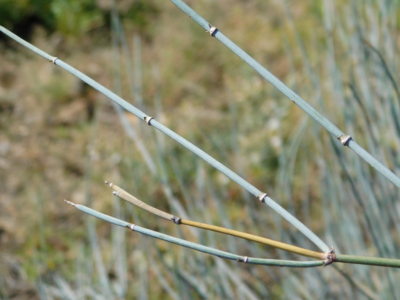 Image of Ephedra equisetina specimen.