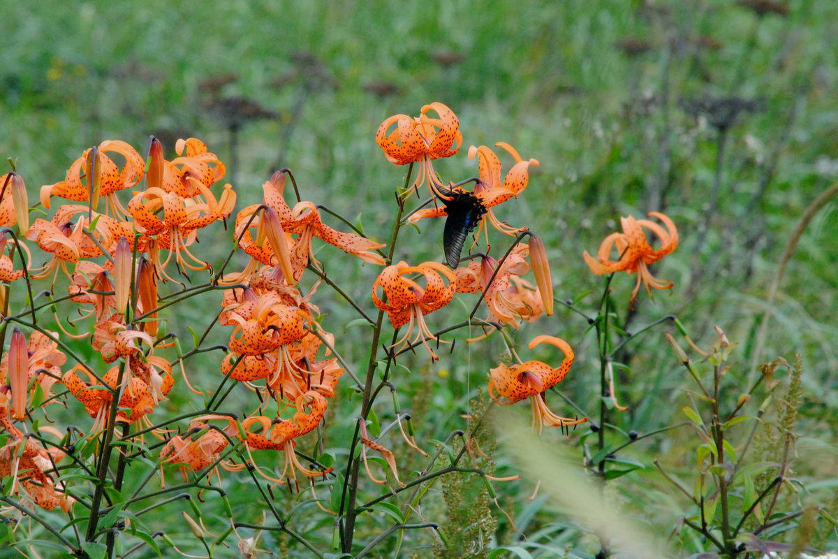 Image of Lilium lancifolium specimen.