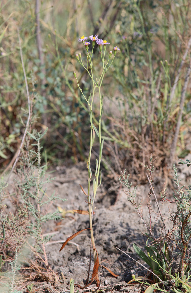 Image of Tripolium pannonicum specimen.