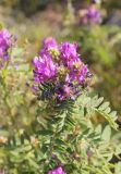 Astragalus davuricus