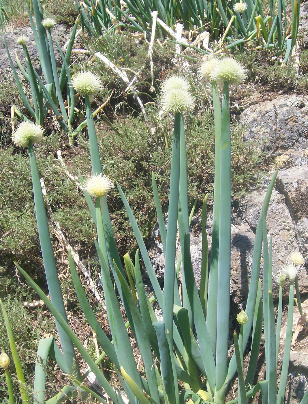 Изображение особи Allium altaicum.