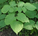 Aralia racemosa