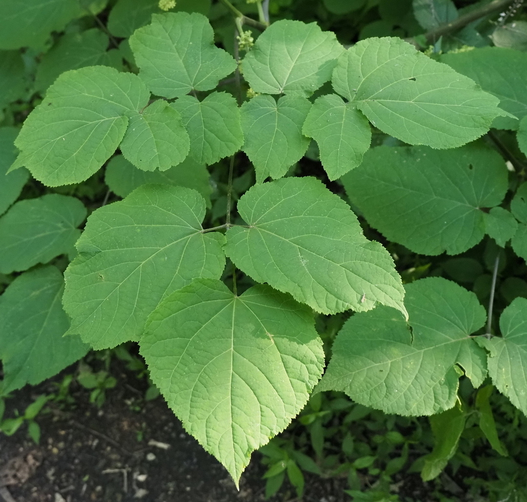 Image of Aralia racemosa specimen.