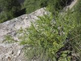 Astragalus sulcatus