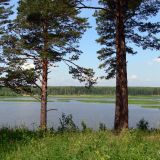 Pinus sylvestris. Взрослые деревья на берегу Верхнемакаровское вдхр. Свердловская обл., окр. с. Курганово. 11.07.2009.