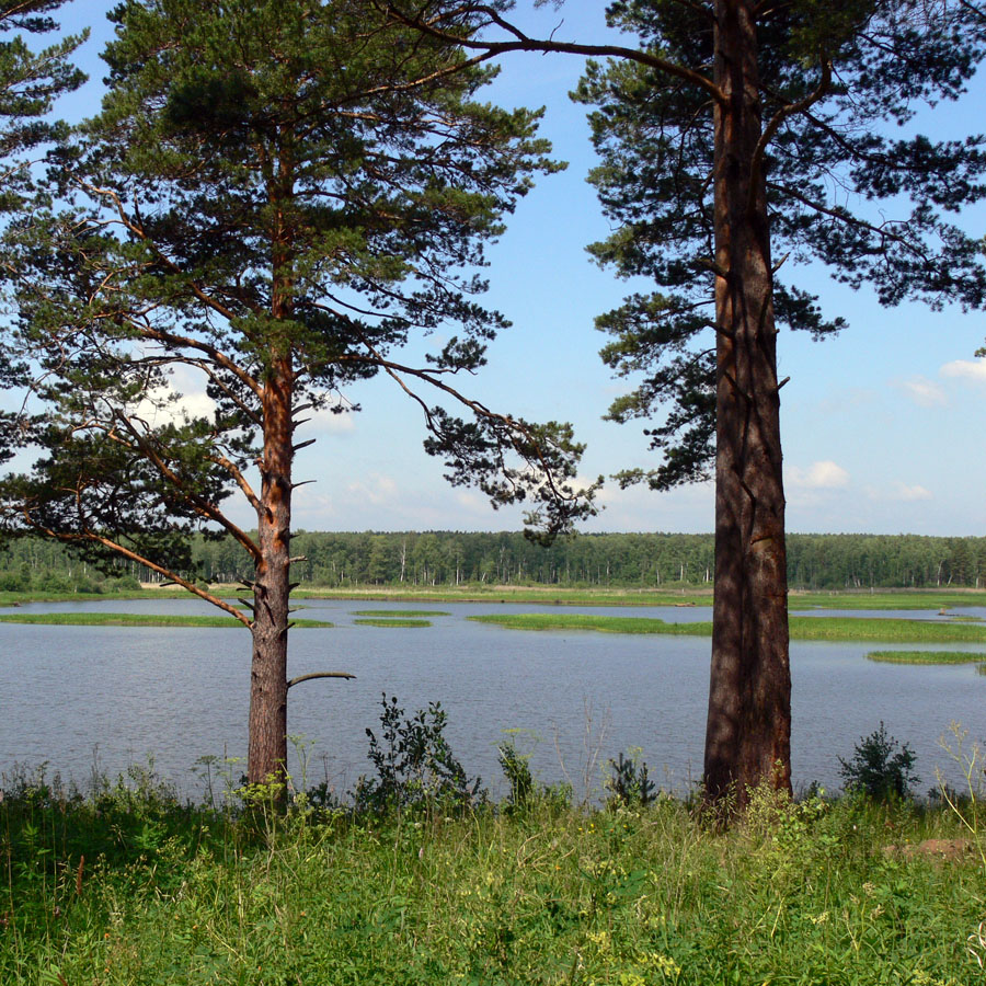 Image of Pinus sylvestris specimen.
