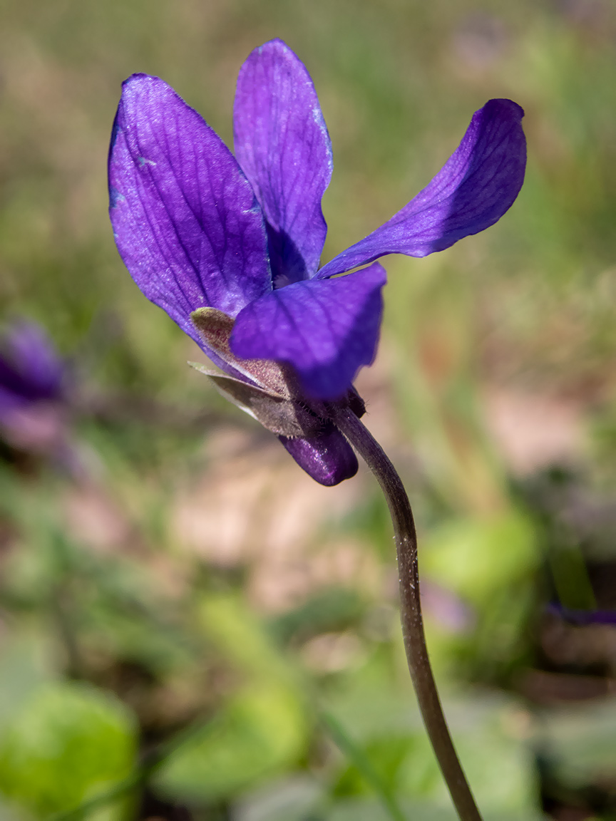 Image of Viola odorata specimen.