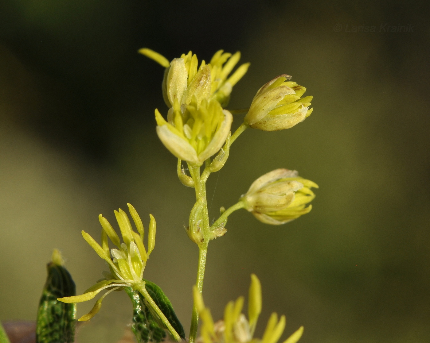 Image of Thalictrum amurense specimen.