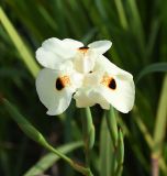 Dietes bicolor