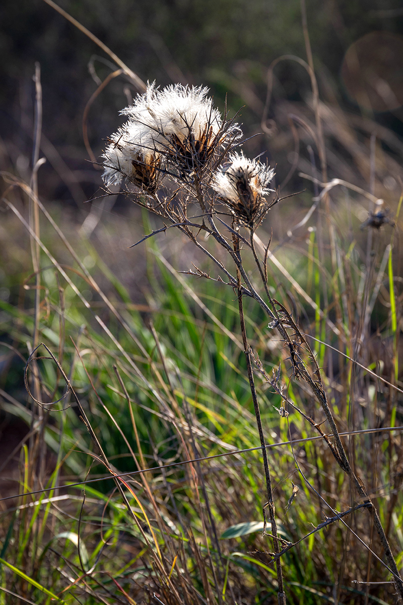 Image of Carlina curetum specimen.