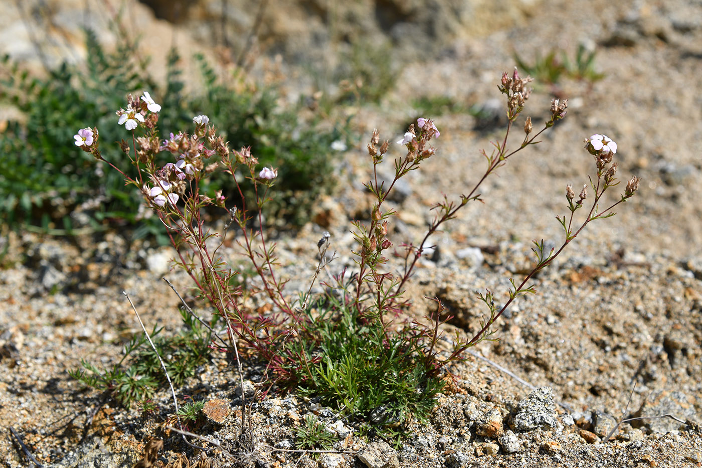 Image of genus Chamaerhodos specimen.