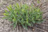 genus Hieracium