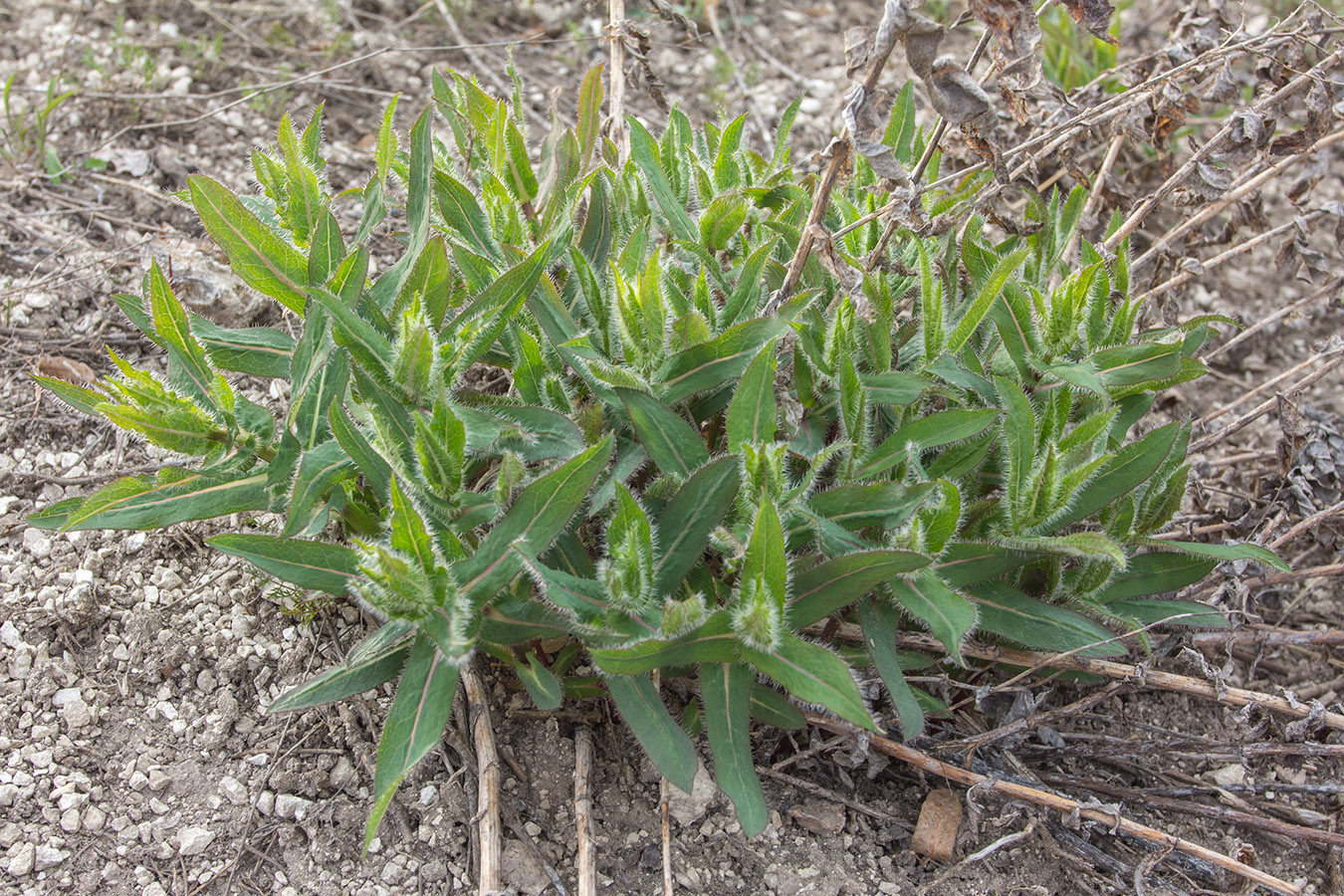 Image of genus Hieracium specimen.