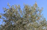 Olea europaea. Ветви плодоносящего дерева. Марокко, обл. Драа - Тафилалет, г. Тингир, в культуре. 02.01.2023.