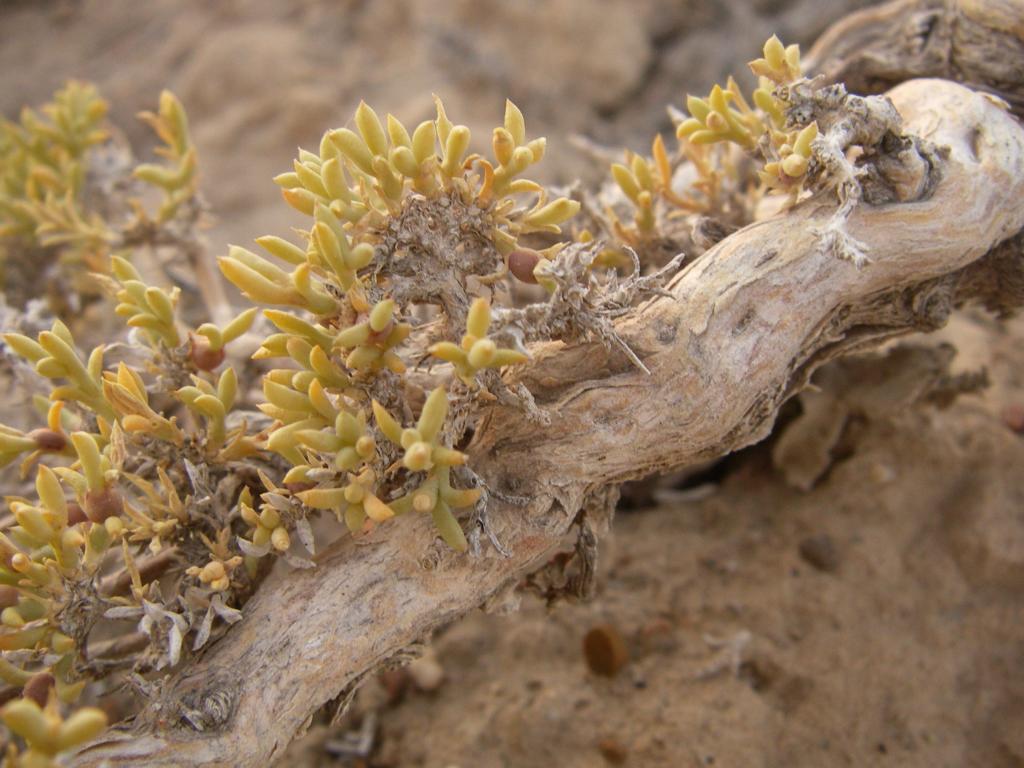 Image of Arthrophytum lehmannianum specimen.
