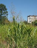 Sorghum halepense