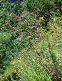 Astragalus galegiformis. Плодоносящее растение. Ингушетия, Джейрахский р-н, ур. Вовнушки, ≈ 1200 м н.у.м., склон с Pinus и Galium. 24.07.2022.