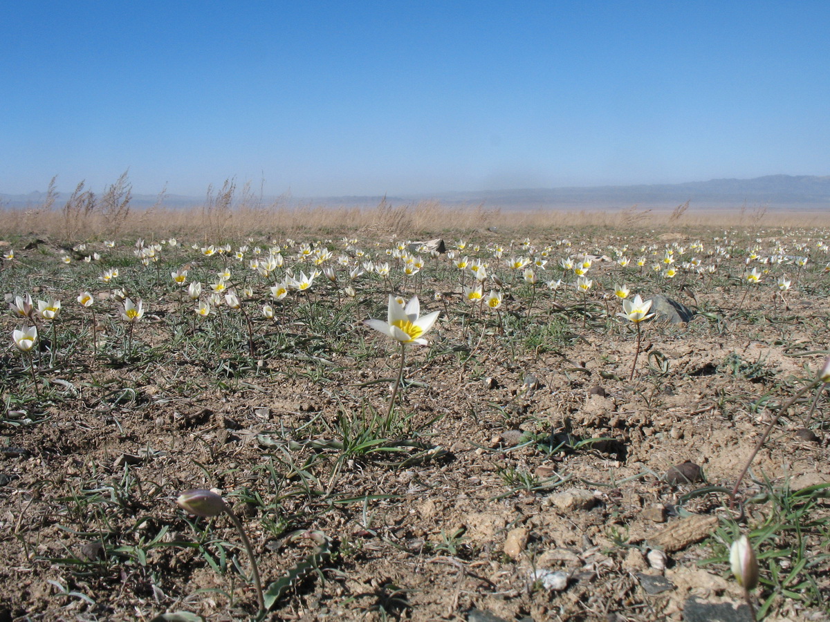 Изображение особи Tulipa salsola.