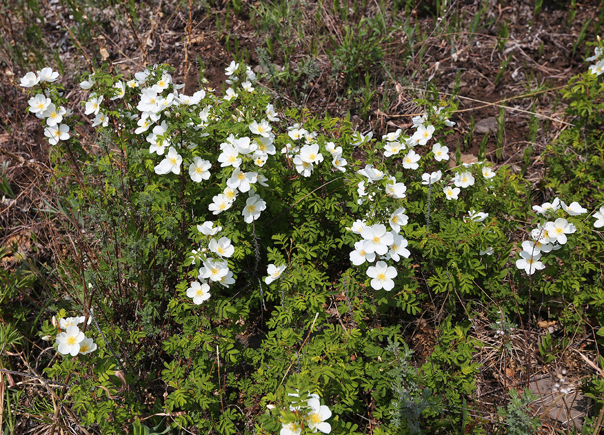 Изображение особи Rosa spinosissima.