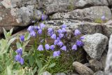 Campanula rotundifolia. Цветущие растения. Мурманская обл., окр. пос. Дальние Зеленцы, каменистый берег бухты Плохие Чевры, луговинка среди валунов. 03.08.2022.