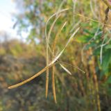 Arabis pendula. Раскрывающиеся плоды. Окр. Томска, долина р. Томи, заросли кустарников. 01.10.2009.