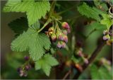 Ribes nigrum